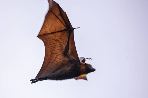 istock An Australian Flying fox flies through a cloudy twilight sky back lit by sun 1135235698