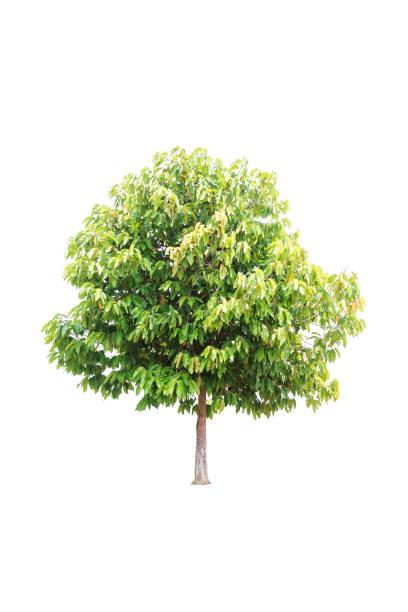 istock Clouseup Big Tree isolated on white background 1135235861