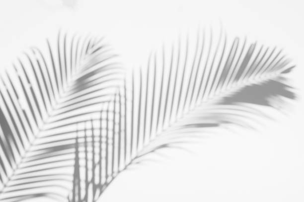 istock abstract background of shadows palm leaves on a white wall. White and Black 1135236759
