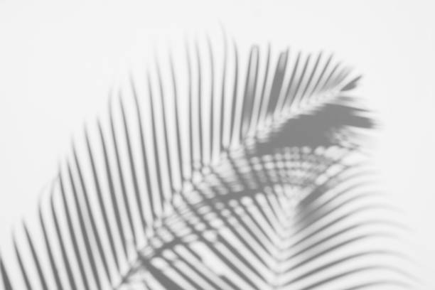 istock abstract background of shadows palm leaves on a white wall. White and Black 1135236765