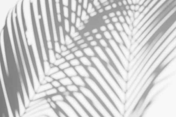 istock abstract background of shadows palm leaves on a white wall. White and Black 1135236771