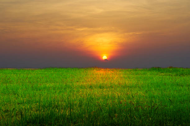 istock Rice farm with blue sky background 1135238266