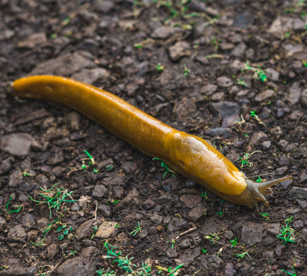 istock Slug garden gastropod 1135238461