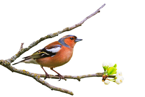 istock Chaffinch on a branch is isolated on a white background 1135245773