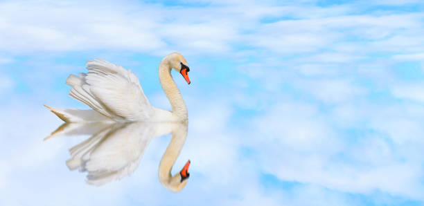 istock beautiful white swan on a quiet lake 1135245775