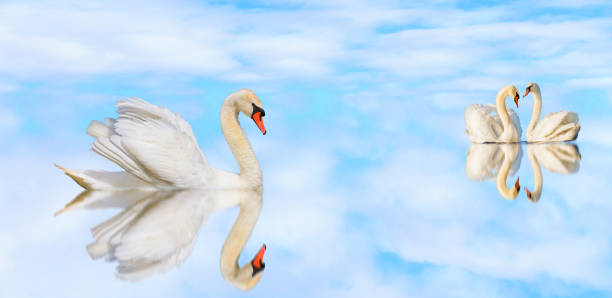 istock beautiful white swans on a quiet lake with reflection 1135245784