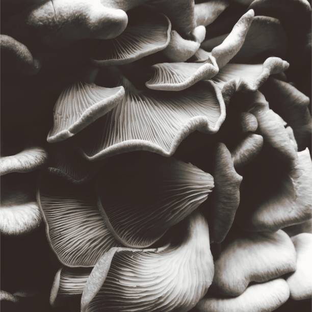 istock Oyster mushrooms in black and white 1135246593