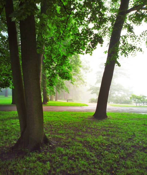 istock Trees in the park in the morning. 1135248143