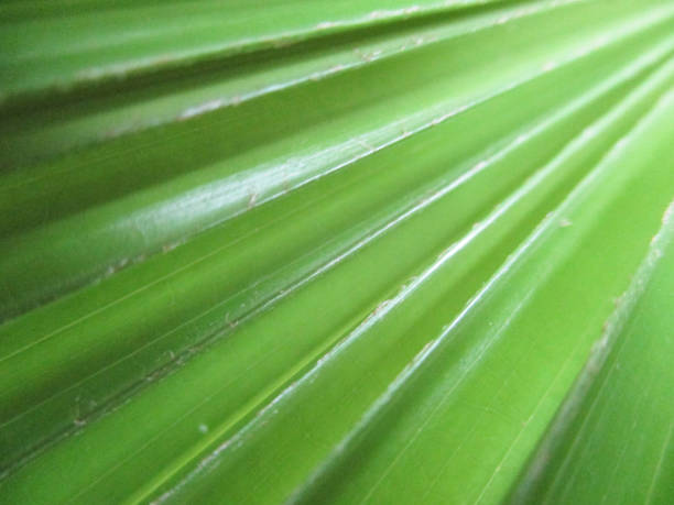 istock Green Leaves and plants, Beautiful nature 1135248258