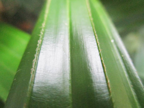 istock Green Leaves and plants, Beautiful nature 1135249131
