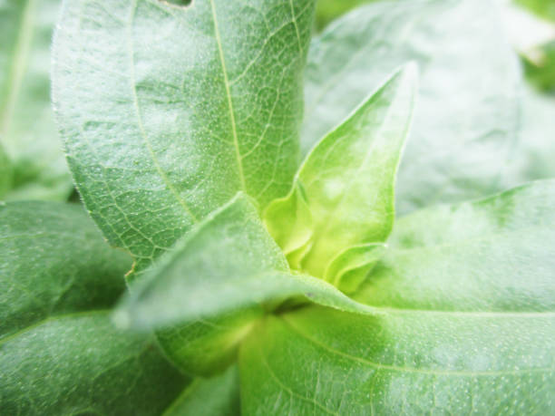 istock Green Leaves and plants, Beautiful nature 1135249186