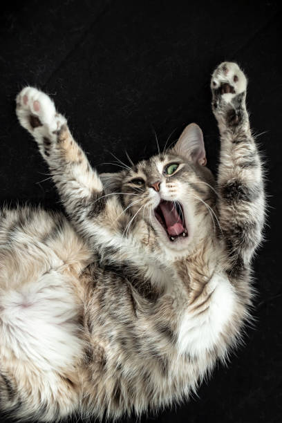 istock Cat stretched its paws up, opened its mouth and shouted, as if protesting. Above there is a black background with copy space. 1135250241