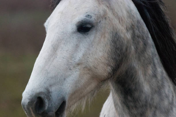 istock White horse head close-up 1135251372