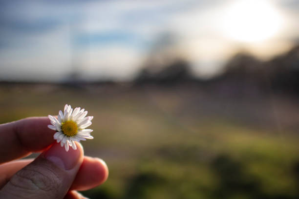 istock Hanging a tiny white daisy flower in bloom on a blurry landscape background 1135251545