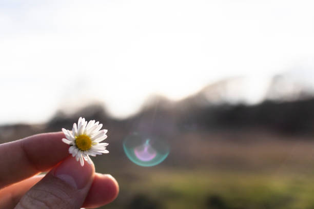 istock Hanging a tiny white daisy flower in bloom on a blurry landscape background 1135251563