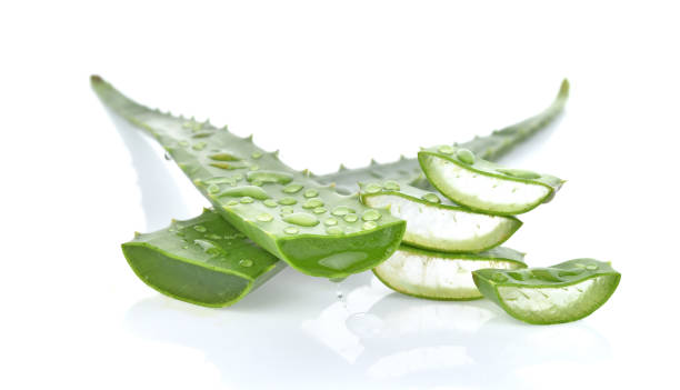 istock Aloe vera fresh leaf isolated on white background 1135252534