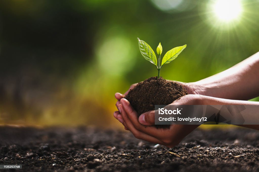 hand holding small tree for planting. concept green world Tree Stock Photo