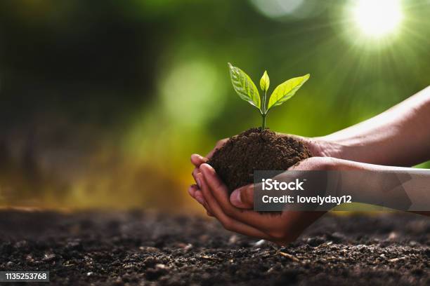 Hand Holding Small Tree For Planting Concept Green World Stock Photo - Download Image Now