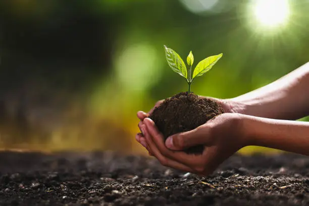 Photo of hand holding small tree for planting. concept green world