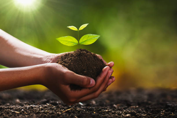 istock hand holding small tree for planting. concept green world 1135253769
