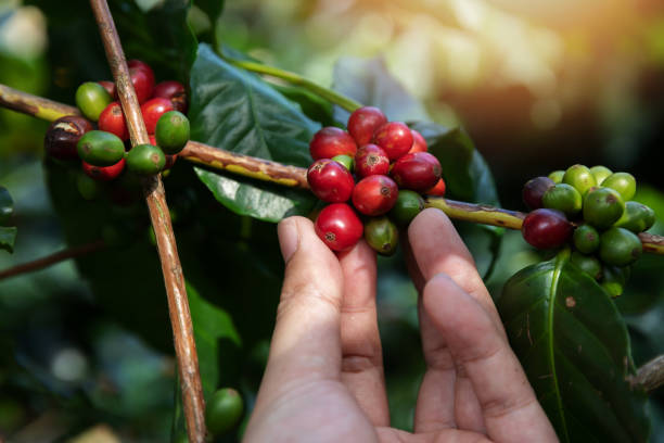 istock Hand holding ripe coffee bean,Worker harvest Arabica Coffee Bean from coffee Tree 1135254579