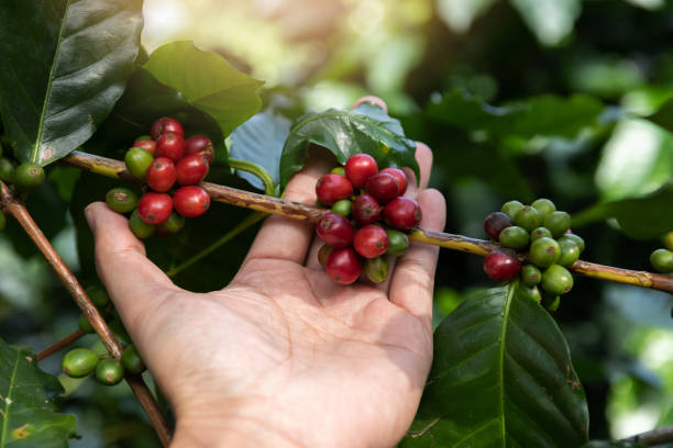 istock Hand holding ripe coffee bean,Worker harvest Arabica Coffee Bean from coffee Tree 1135254604