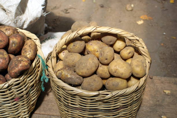 istock Fresh vegetables in the market 1135256799