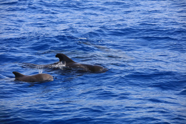 istock Short-finned pilot whale in the Atlantic Ocean. Canary Islands. Spain 1135256988