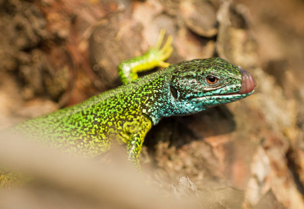 istock The European Green lizard Lacerta viridis czech 1135259682