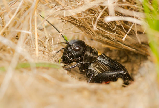 The field cricket Gryllus campestris macro photo Wildlife photo of cricket in czech gryllus campestris stock pictures, royalty-free photos & images