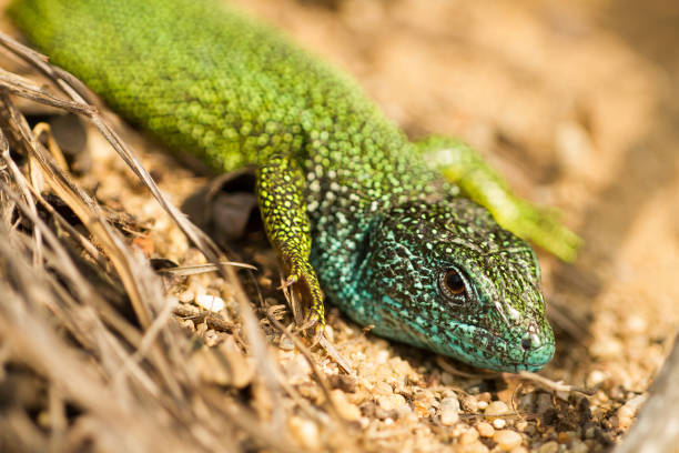 istock The European Green lizard Lacerta viridis czech 1135259704
