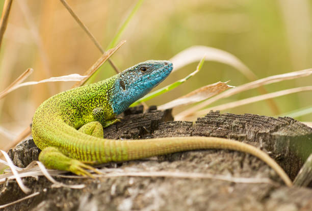 Wildlife photo of lizard in czech