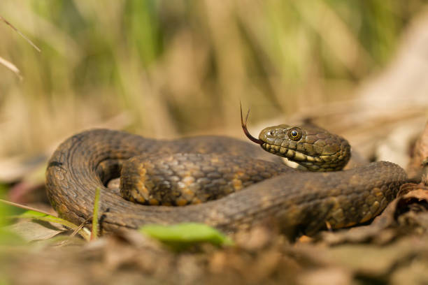 istock Dice snake Natrix tessellata in Czech Republic 1135259716