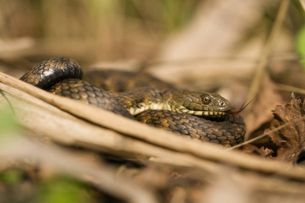 istock Dice snake Natrix tessellata in Czech Republic 1135259718
