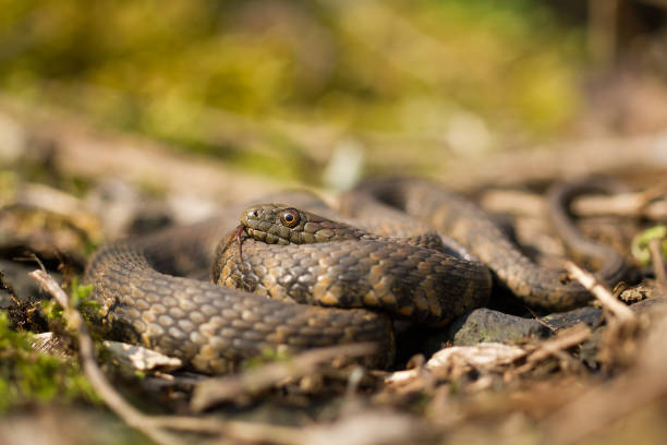 istock Dice snake Natrix tessellata in Czech Republic 1135259727