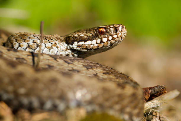 istock European viper Vipera berus in Czech Republic 1135259728