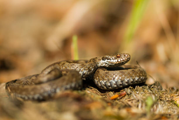 istock European viper Vipera berus in Czech Republic 1135259734