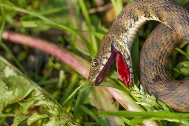Wildlife photo of dice snake in Czech Republic