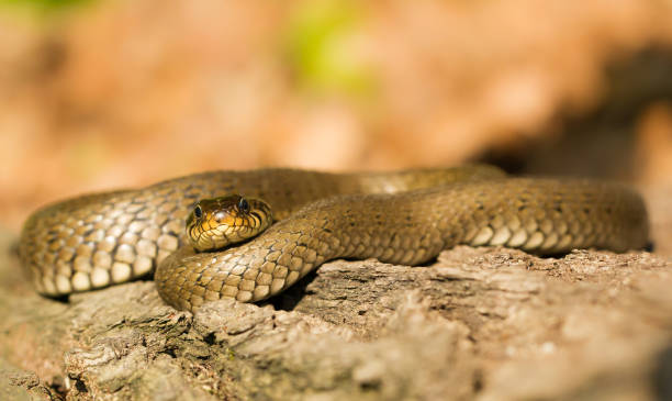 istock The Grass snake Natrix natrix in Czech Republic 1135259746
