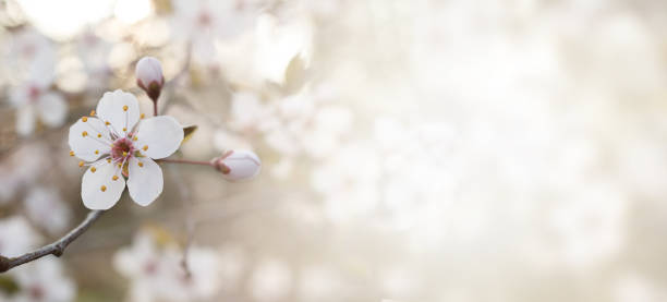 istock BANNER SPRING FLOWER BACKGROUNDS. WHITE BLOSSOM ON NATURAL DEFOCUSED BLURRED BACKGROUND. 1135260918