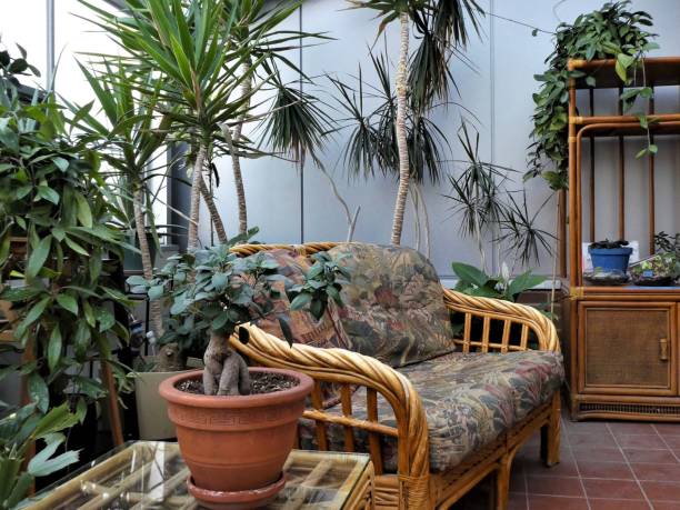 istock Plants for the Home Interior - A Beautiful Healthy Green Space 1135261134