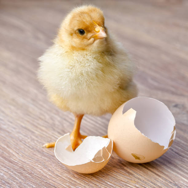 istock Little fluffy yellow chick and eggshell on the table 1135261227