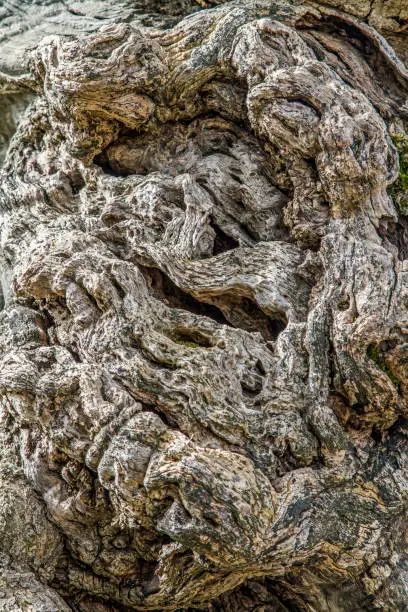 Old gnarled olive tree trunks are a fascinating work of art of nature