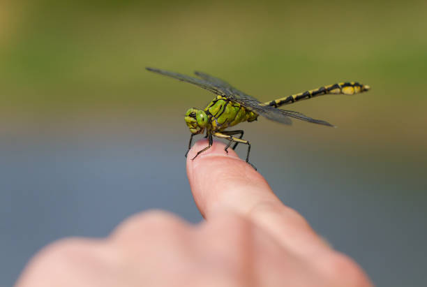 istock Green dragonfly Ophiogomphus cecilia sitting on finger 1135264720
