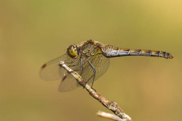 istock The European yellow dragonfly sitting on stig 1135264735