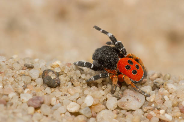 istock The Ladybird spider Eresus kollari in defence position 1135264767