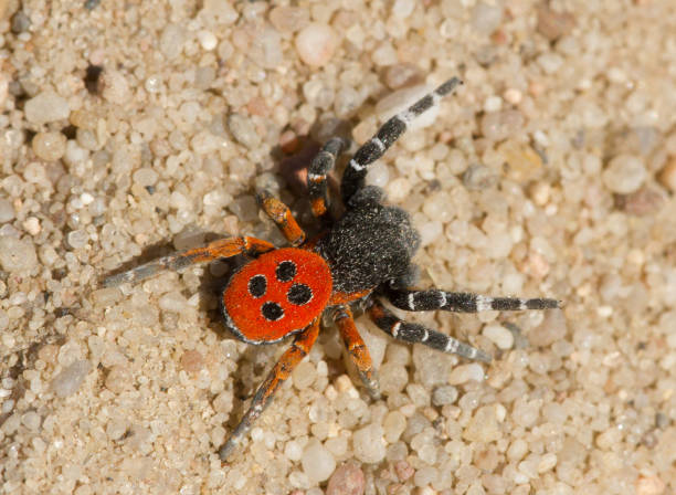 istock The Ladybird spider Eresus kollari in defence position 1135264774
