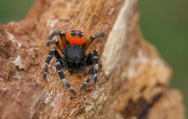 istock The Ladybird spider Eresus kollari in defence position 1135264775