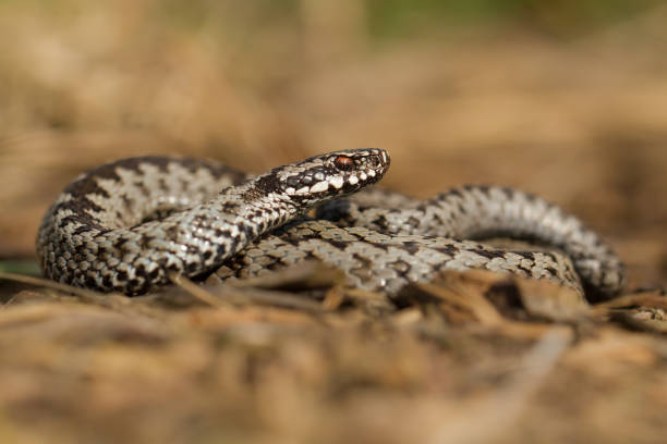 istock European viper Vipera berus in Czech Republic 1135264833
