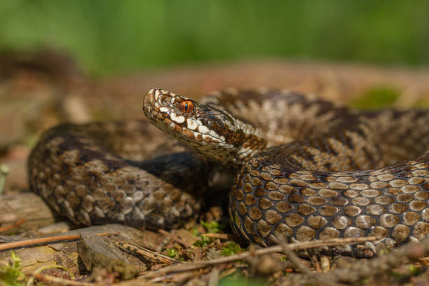 istock European viper Vipera berus in Czech Republic 1135264838